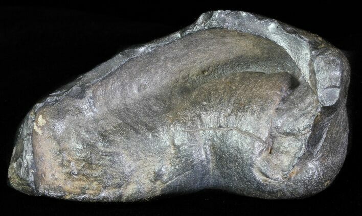 Fossil Whale Ear Bone - Miocene #63533